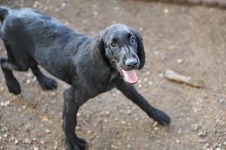 フラットコーテッドレトリバー　子犬