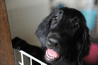 フラットコーテッドレトリバー　子犬