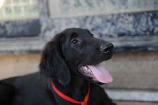 フラットコーテッドレトリバー　子犬