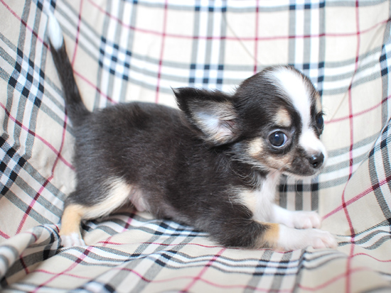 チワワロング　子犬