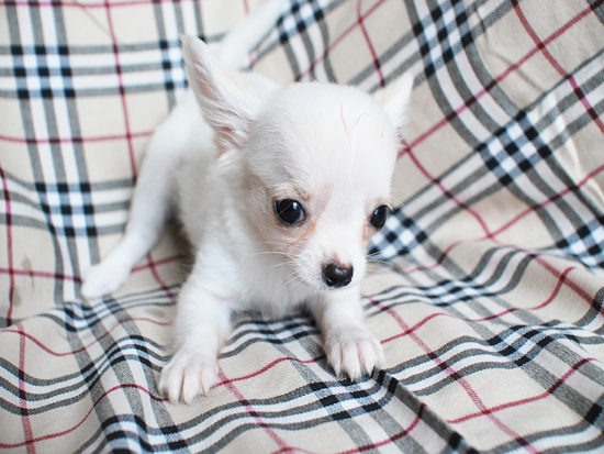 チワワロング　子犬