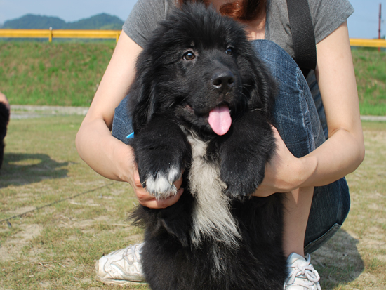 ニューファンドランド　子犬