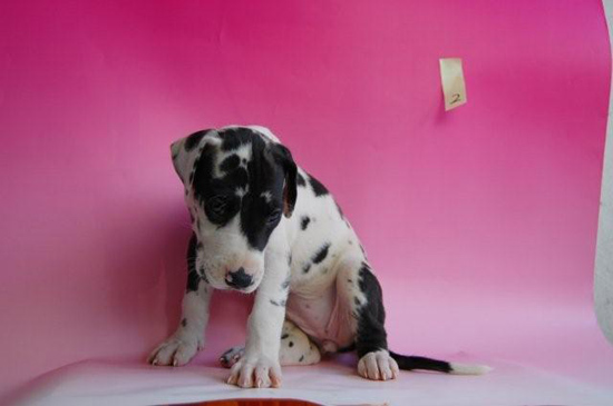 グレートデン　子犬