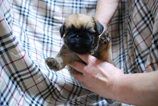 ブリュッセルグリフォン　子犬