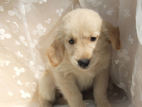 ゴールデンレトリバー　子犬