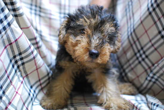 ウェルシュテリア　子犬