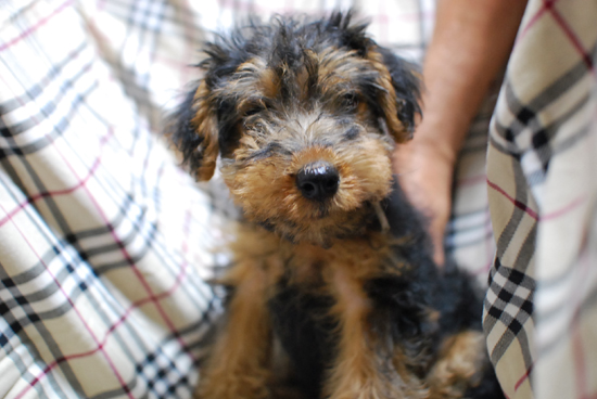 ウェルシュテリア　子犬