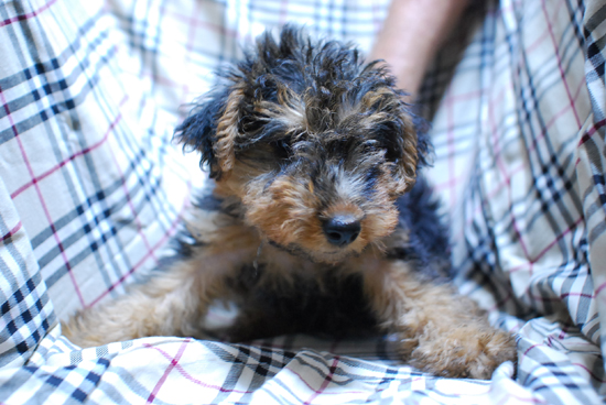 ウェルシュテリア　子犬