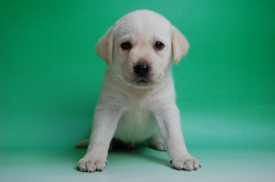 ラブラドールレトリバー　子犬