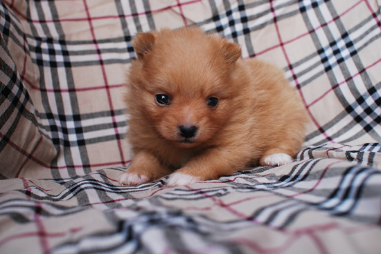 ポメラニアン　子犬