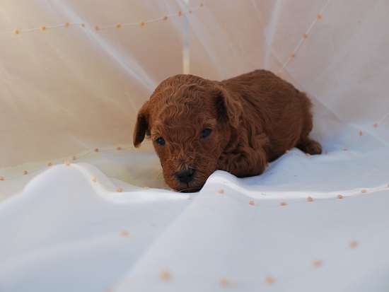 トイプードル　子犬