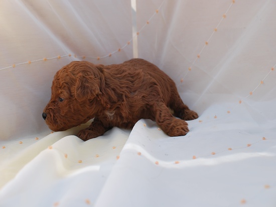 トイプードル 子犬