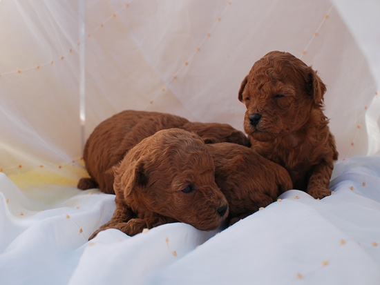 トイプードル 子犬