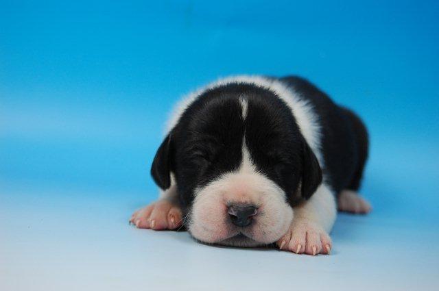 グレートデン　子犬