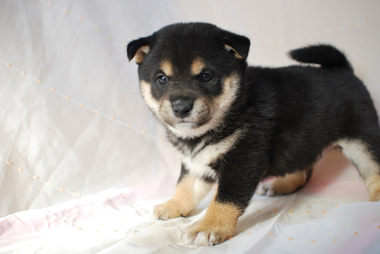 豆柴　子犬