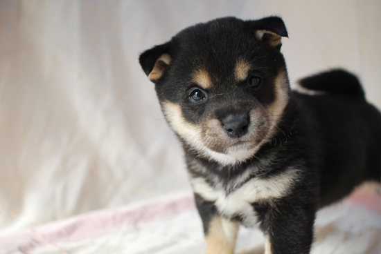 豆柴　子犬