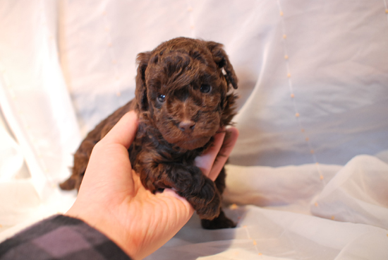 トイプードル　子犬