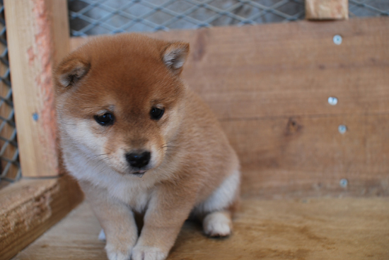 豆柴　子犬