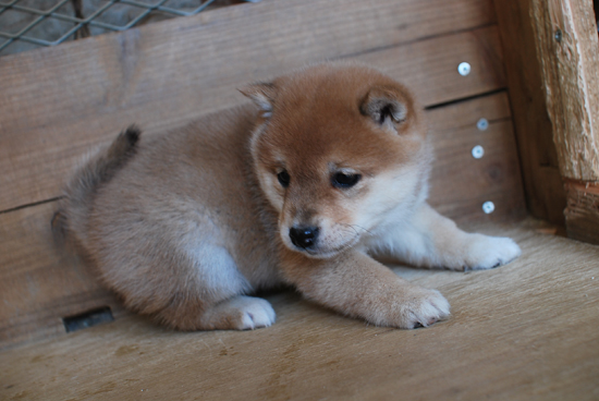 豆柴　子犬