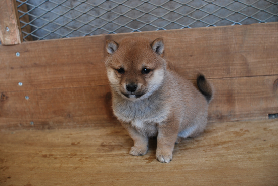 豆柴　子犬