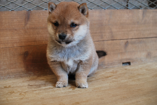 豆柴　子犬