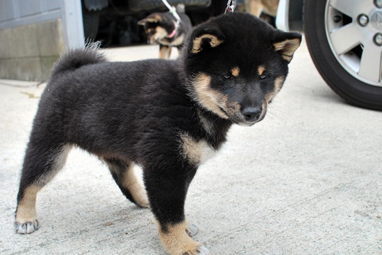 豆柴　子犬