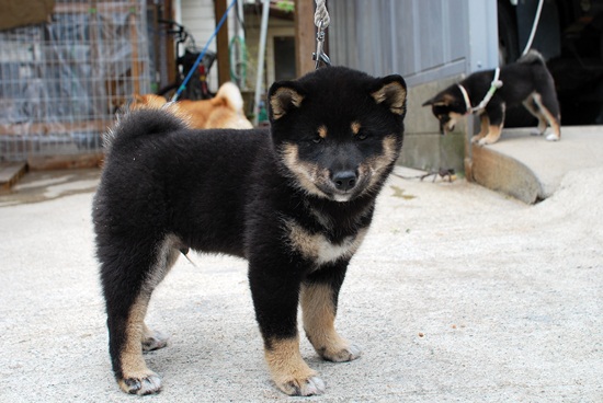 豆柴　子犬