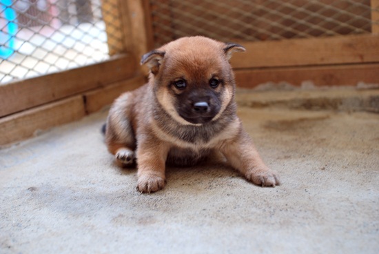 柴犬　子犬