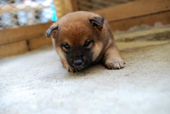 柴犬　子犬