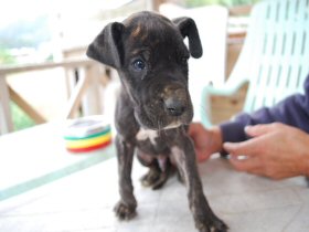 グレートデン子犬　グレートデン販売