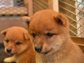 豆柴　犬（子犬）販売　ブリーダー直譲