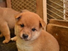 豆柴　犬（子犬）販売　ブリーダー直譲