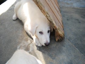 ホワイトシェパード　犬（子犬）販売　ブリーダー直譲