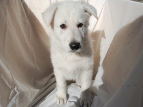 ホワイトイシェパード　犬（子犬）販売　ブリーダー直譲