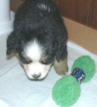トイレのにおいにこれ 炭入り!ペットシーツ