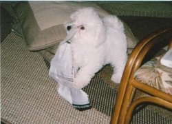 ビションフリーゼ 子犬