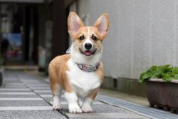 ウェルシュコーギー　子犬