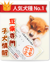 豆柴　子犬