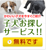 子犬お探しサービス