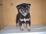 柴犬　柴　子犬　販売　ブリーダー直譲