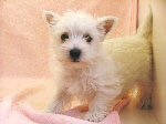 ウエストハイランドホワイトテリア　ウエスティー　子犬　販売　ブリーダー直譲
