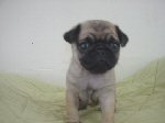 パグ　子犬　販売　ブリーダー直譲