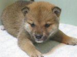 柴犬　子犬