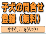 シーズー　子犬　問合せ登録